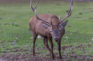Rothirsch, rotwild männlich von vorne.