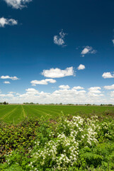 San Joachin Valley Turf Farm