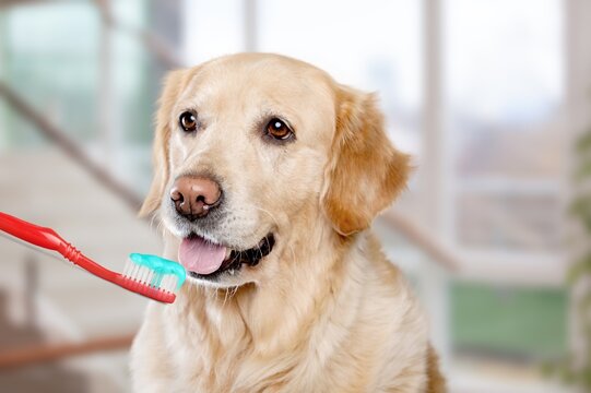Concept of brushes teeth to domestic dog