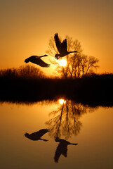 Obraz na płótnie Canvas Geese and Riparian Reflection