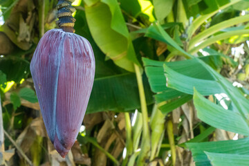 Photograph of a banana tree with banana heart showing green banana leaves
