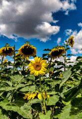 field of sunflowers