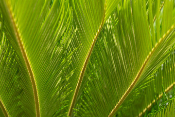 Fundo de folhas verdes viçosas.