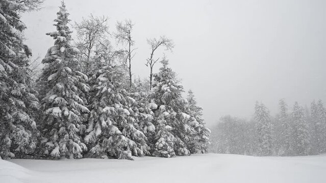 Heavy snow falling in a forest setting of spruce trees with a snow covered field and distant trees in a snowy haze.

