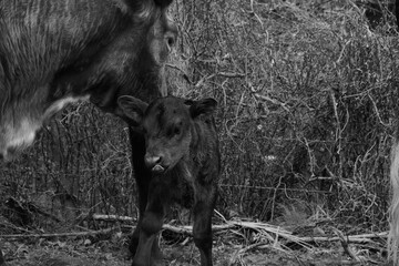Longhorn cow with calf closeup on farm in black and white.