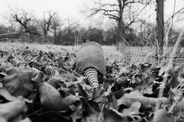 Obraz premium Nine-banded armadillo walking away through leaves in winter landscape, Texas wildlife.