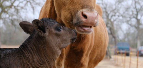 Calf with longhorn cow chewing cud closeup during winter season on farm. - obrazy, fototapety, plakaty