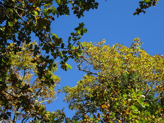 feuillage vert sous un ciel bleu vif
