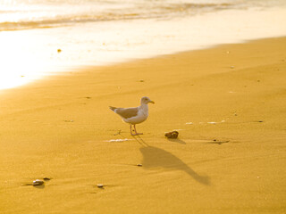 Yellow sandy shore of the ocean and a small bird - a seagull on the shore. Minimalism. Wildlife, ornithology, environmental protection, climate, nature, ecology.