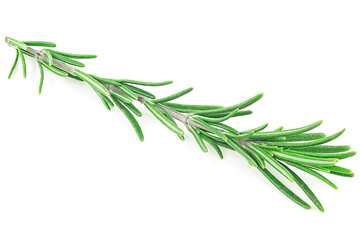 Twig of fresh rosemary isolated on a white background. Rosemary branch.