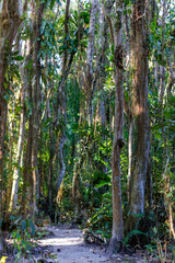 paisagem da restinga e mata Atlantica brasileira 