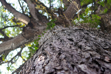 Low angle view of big tree trunk with bokeh green leaves background in the forest