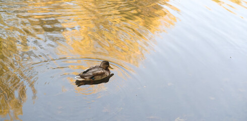 Lonely wild duck swimming in lake. Waterfowl swimming fast on water.