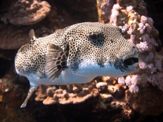 Giant puffer fish of red sea Egypt