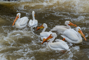 American White Pelicans Fishing At The De Pere, Wisconsin, Dam On Fox River In Spring