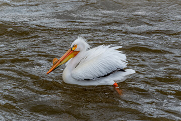 American White Pelican Fishing At The De Pere, Wisconsin, Dam On Fox River In Spring