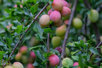 Closeup shot of big, ripe and unripe pink and green plums (prunus domestica) on the branches of the plum tree surrounded with green leaves in the garden