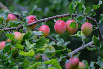 Closeup shot of big, ripe and unripe pink and green plums (prunus domestica) on the branches of the plum tree surrounded with green leaves in the garden
