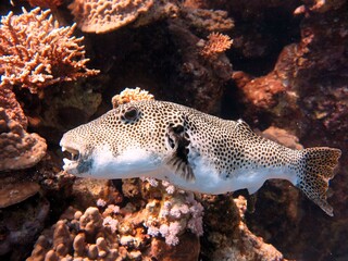 Giant puffer fish of red sea Egypt