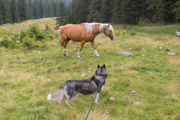 Fototapeta premium Beautiful horse and Siberian Husky dog in the spruce forests. Green and blue mountains and hills. Carpathian Mountains, Ukraine