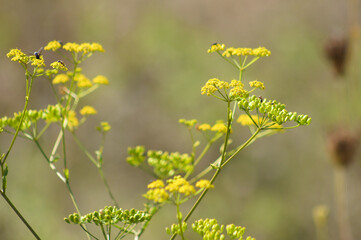 Closeup of parsnip flowers with insects and blurred background