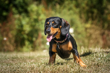 Mini Dachshund standing and looking away with tongue out