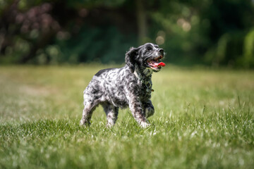 Working Cocker Spaniel Blue Roan walking with her tongue out from left to right