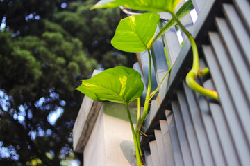Epipremnum aureum plant growing on a fence with blurred tree background