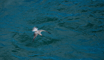 Young sea gull diving into water.