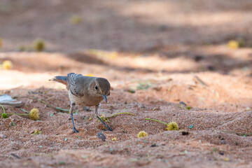 The sociable weaver, is endemic bird to southern Africa. Sossusvlei, Namibia.