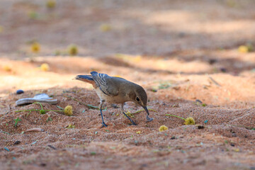 The sociable weaver, is endemic bird to southern Africa. Sossusvlei, Namibia.