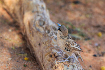 The sociable weaver, is endemic bird to southern Africa. Sossusvlei, Namibia.