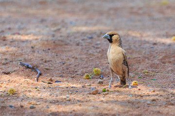The sociable weaver, is endemic bird to southern Africa. Sossusvlei, Namibia.