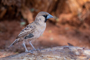 Obraz premium The sociable weaver, is endemic bird to southern Africa. Sossusvlei, Namibia.