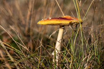 Side detail view of Fly agaric Amanita muscaria.