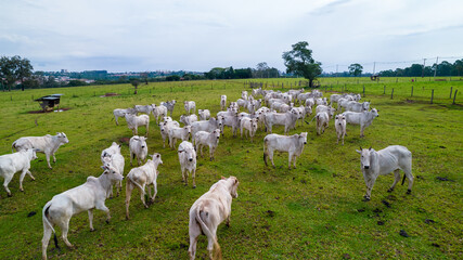 Brazilian Nellore cattle on a farm. Aerial view