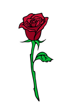 rose branch drawing with red flower and leaves, isolated element, design