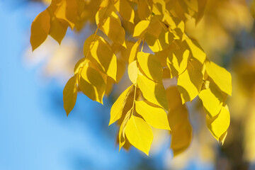 Yellow birch leaves on the blue background
