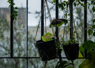Plants in rain