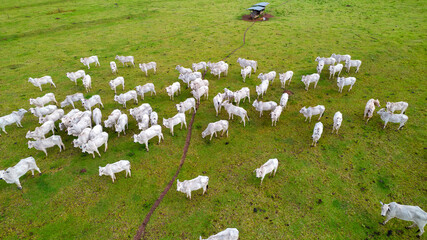 Brazilian Nellore cattle on a farm. Aerial view