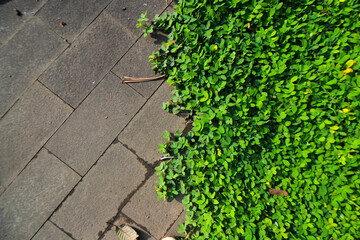 Concrete pavement and grass