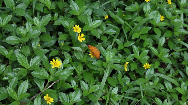 A common leopard butterfly gathering nectar from a Sphagneticola Trilobata flower
