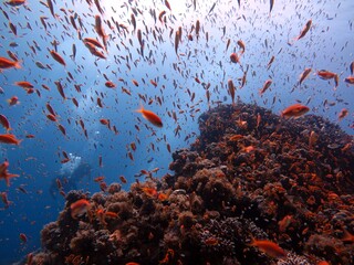 Naklejka na ściany i meble red sea fish and coral reef at blue hole dive site in dahab, red sea , egypt
