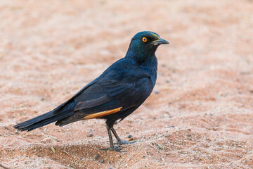 The pale-winged starling, black bird. Sossusvlei, Namibia, South Africa.