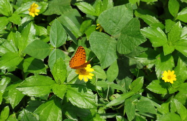 A common leopard butterfly collecting nectar from a yellow Sphagneticola Trilobata flower