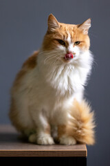 Fototapeta na wymiar Portrait of a cute ginger cat on a gray background