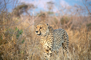 Cheetah in the bush in South Africa