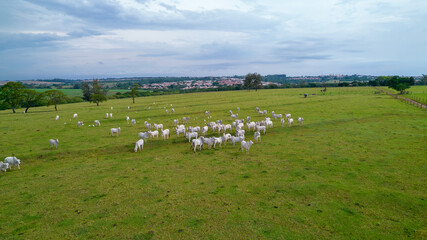 Fototapeta premium Brazilian Nellore cattle on a farm. Aerial view
