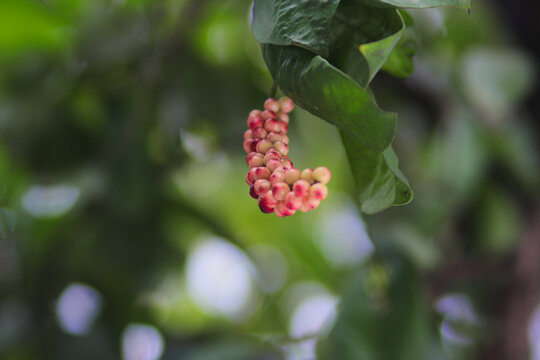 Buni atau wuni fruits (Antidesma bunius) on tree branches