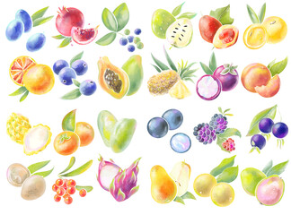 big collection simple design elements logos and icons set berries and fruits tropical papaya edible on white background in watercolor style for printing and packaging food and cosmetics